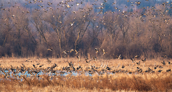 More Mallards and white-fronted geese taking flight.