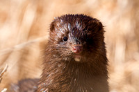 This mink snuck up next to me.  It got within 4' of where I was lying in the grass.