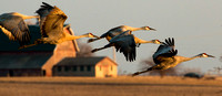 Sandhill Cranes in slow flight across the upland.