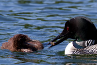 Ducks & Other Waterfowl
