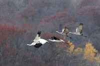 Whooping Cranes in Wisconsin