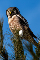 Northern Hawk-owls