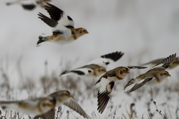 Snow Buntings - Whitewater