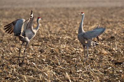 Sandhill Cranes dance as part of their spring ritual.