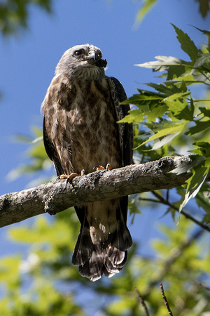 8/21/16 Mississippi Kite Fledgling With Food