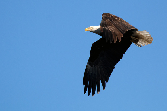 Bald Eagle over Trippe Lake in Whitewater.